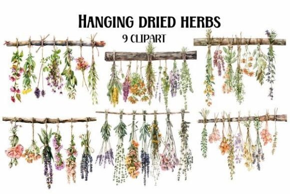 Hanging Dried Herbs Watercolor Clipart for Illustrations