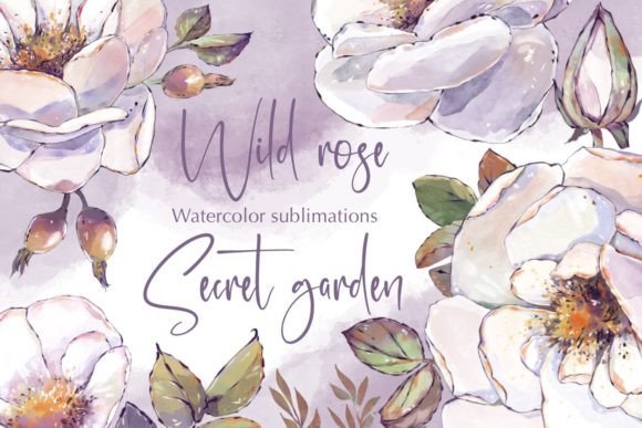 Wild Roses Watercolor Sublimations: A Review for Illustrations